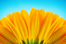 Close-up Of Yellow Gerbera Daisy Backside Isolated On Blue
