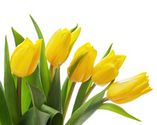 Flower Bouquet From Yellow Tulips Isolated On White Background.