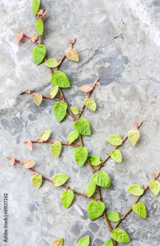 Naklejka ścienna climbing fig