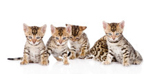 Group Bengal Kittens Looking At Camera. Isolated On White 