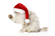 © Ermolaev Alexandr - christmas cat in red Santa Claus cap. isolated on a white
