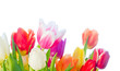 Colorful tulips, isolated on white background