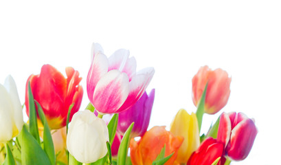 Fotomurales - Colorful tulips, isolated on white background