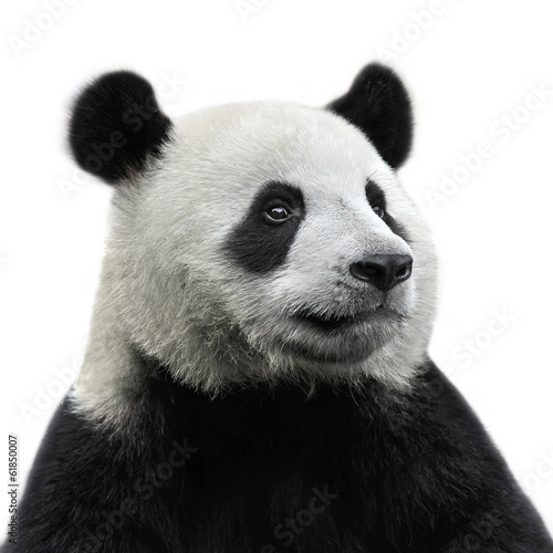 Photo  Panda bear isolated on white background