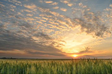 Wall Mural - summer sunrise over a field