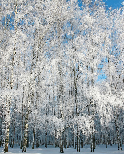 Fotoboard na płycie Zimowy brzozowy las na niebieskim niebie