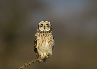 Fotobehang - short eared owl