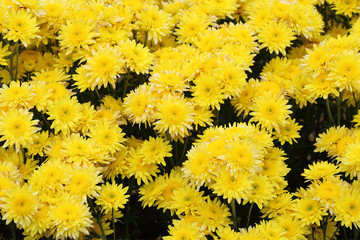Wall Mural - yellow chrysanthemums flowers