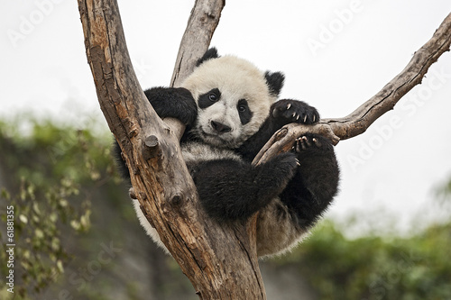Board z aluminiowym obramowaniem Olbrzymia panda dla dzieci wisi na drzewie