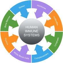Immune System Word Circles Concept