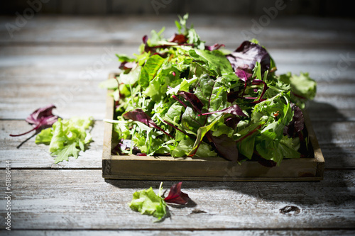 Gemischter Salat Blattsalat Lollo Rosso Radiccio Rosso Rucol Buy This Stock Photo And Explore Similar Images At Adobe Stock Adobe Stock