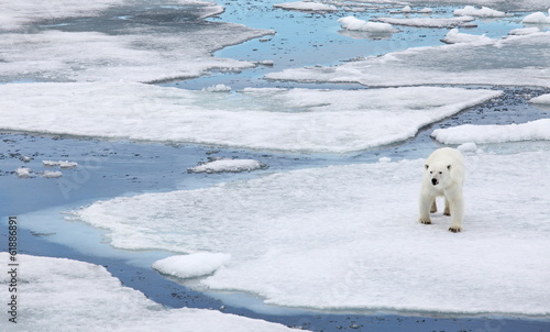 Plakat na papierze fotorealistycznym Niedźwiedź polarny w środowisku naturalnym