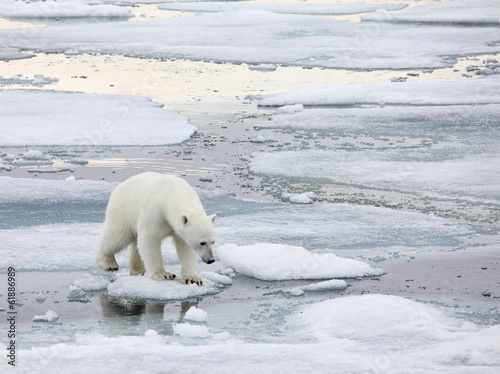 Plakat na papierze fotorealistycznym Niedźwiedź polarny w środowisku naturalnym