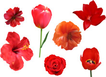 Set Of Seven Red Flowers Isolated On White