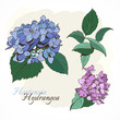 hydrangeas - closeup, blue and lilac