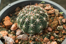 Small Green Cactus With Red Thorns In Pot.