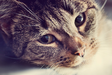 Wall Mural - Cute cat lying in lazy, sleepy pose. Eyes close-up portrait