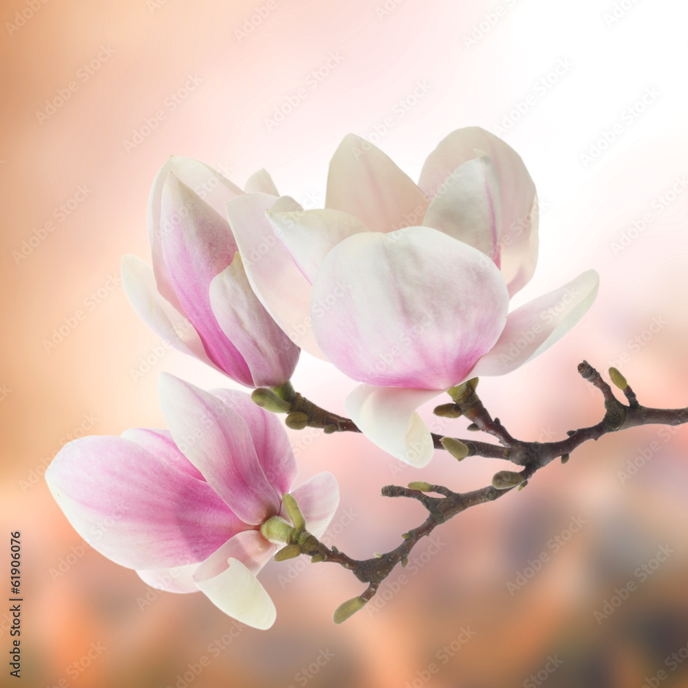 bialo-rozowe-kwiaty-magnolii