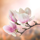 Fototapeta Kwiaty - magnolia