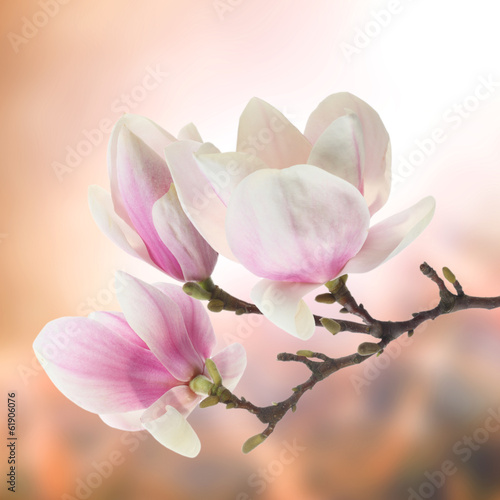 bialo-rozowe-kwiaty-magnolii