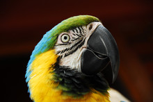 Beautiful Colorfull Parrot Portrait