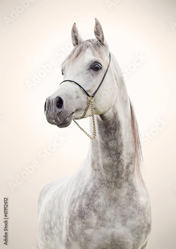 Nowoczesny obraz na płótnie portrait of gray beautiful arabian stallion at art background