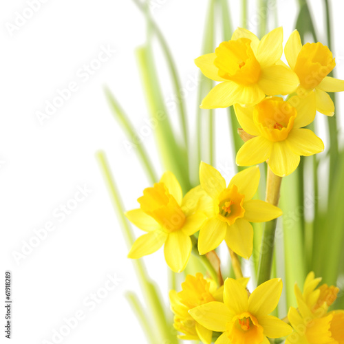 Naklejka na szafę narcissus flowers