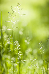 Naklejka pole świeży słońce natura trawa