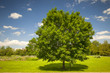 Maple tree in summer field