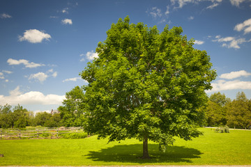 maple tree in summer field