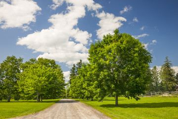 rural landscape with maple trees