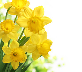 Poster - Daffodil flower