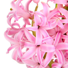 Pink Hyacinth Isolated On White