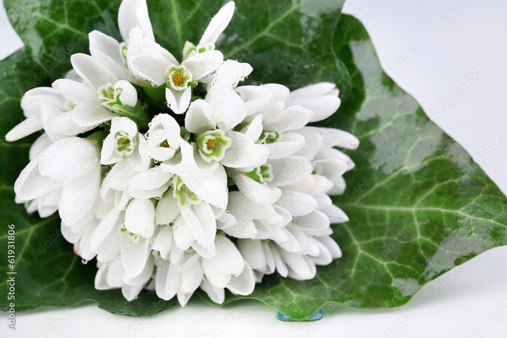 Beautiful snowdrops, isolated on white