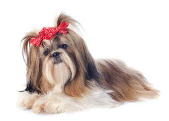 Canvas Print - Shih Tzu