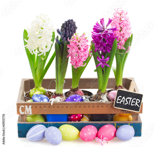 Board z aluminiowym obramowaniem Kolorowe hiacynt kwiaty z jajkami