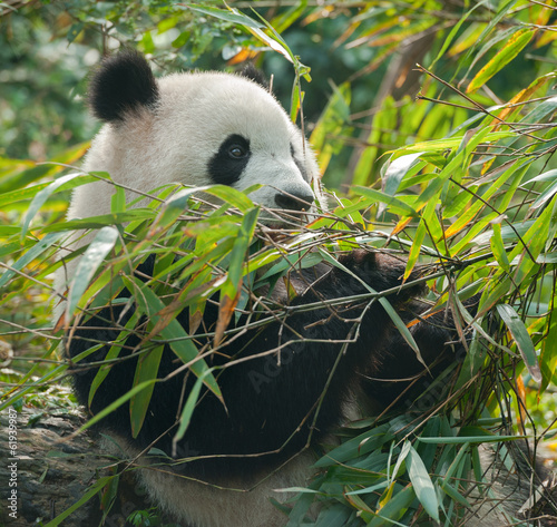 Board z aluminiowym obramowaniem Niedźwiedź panda jedzenie w bambusowym lesie