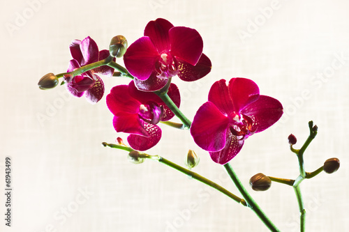 Plakat na papierze fotorealistycznym Czerwone ćmy orchidei lub phalaenopsis kwiaty
