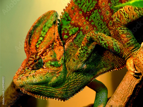 Naklejka samoprzylepna Chameleo z moskwa zoo