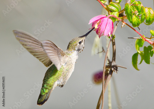 Board z aluminiowym obramowaniem Annas hummingbird karmienia na clematis winorośli kwiaty