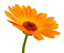 Orange Daisy Flower With Petals