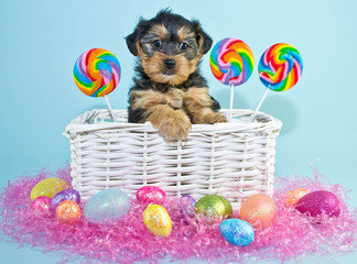 Sticker - Easter Puppy