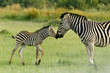 Zebrafohlen begrüßt Mutter