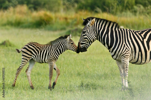 Board z aluminiowym obramowaniem Zebra świnia wita matkę