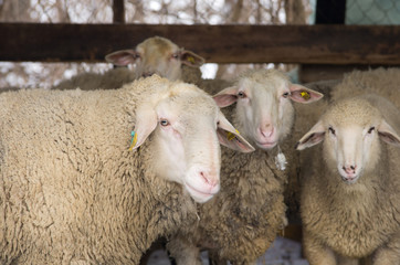 Wall Mural - Sheep group