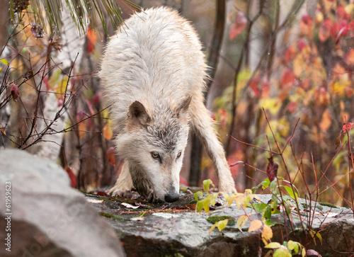 Fotoboard na płycie Blond wilk (canis lupus) węszy na szczycie skały