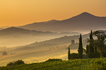 Canvas Print - Cypress in Tuscan Countryside, Italy