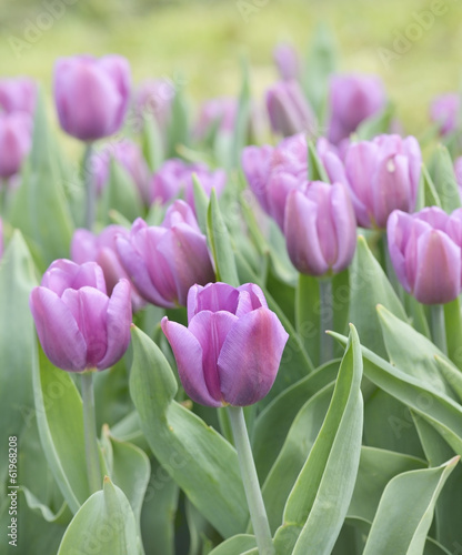 Naklejka samoprzylepna Fioletowe tulipany