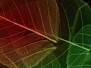 Wall Mural - foliage background