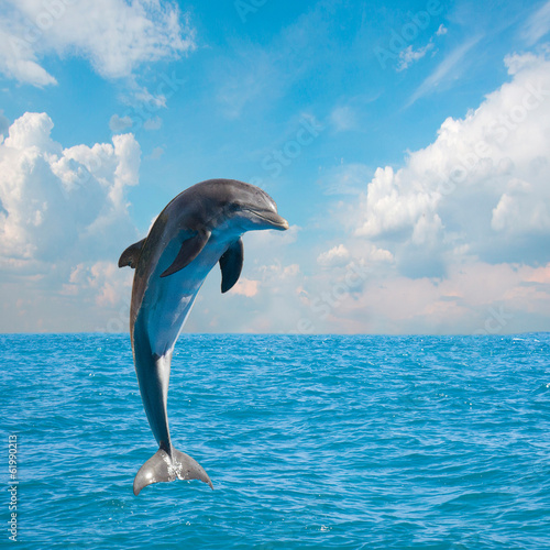 Plakat jedno skaczące delfiny